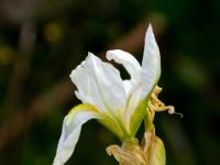 Weiße Schwertlilie in einem Garten im Dorf Makar